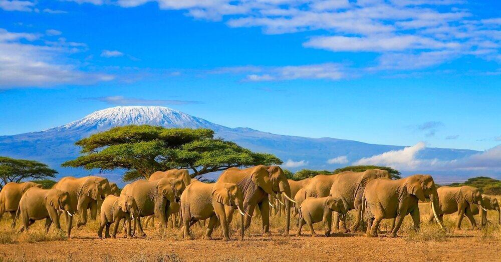 Kilimanjaro details