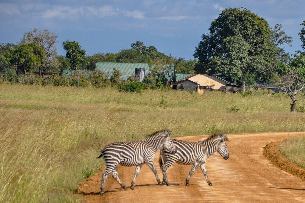 Mikumi Wildlife Safari