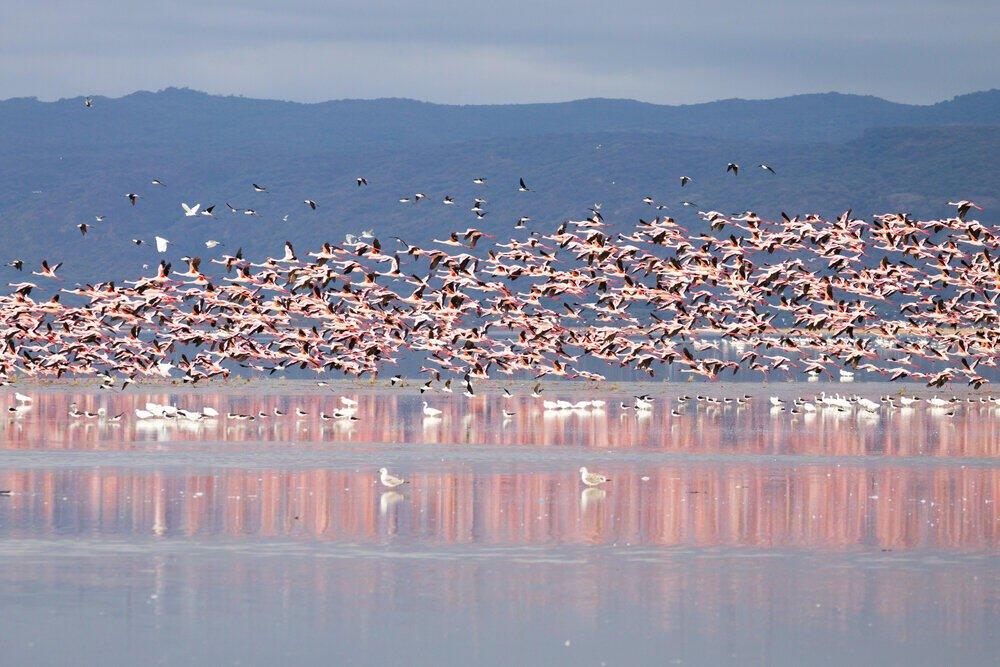 6 Days Tanzania Wildlife Safari Experience