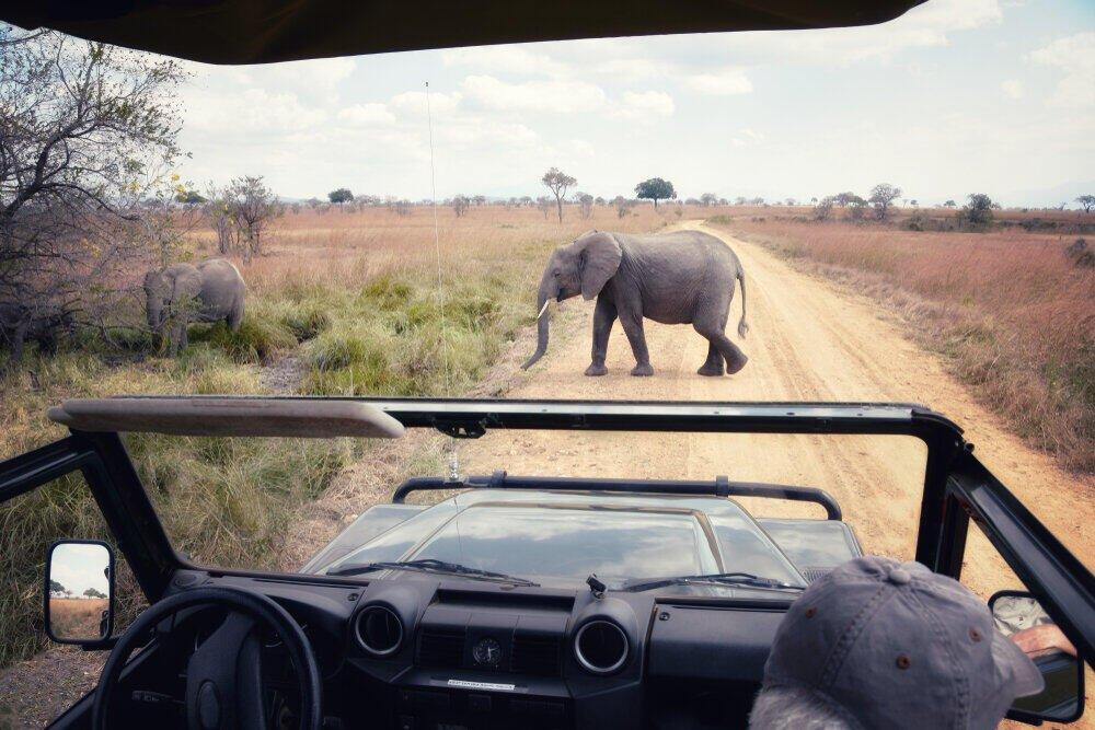 Mikumi Wildlife Safari